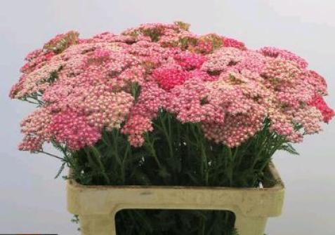Achillea Bianca Classic 50cm