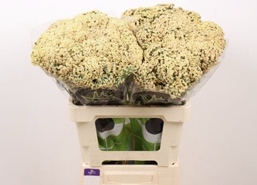 Achillea Neonglow Saffron 60cm