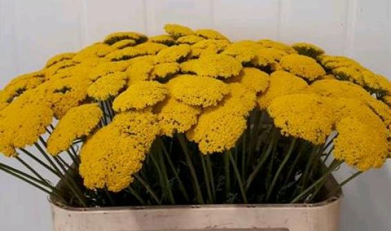 Achillea Parker's Variety 50cm